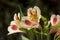 Close-up of beautiful white peruvian lily, lily of the Incas Alstroemeria