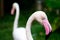 Close up beautiful white and pink flamingos or flamingoes birds in the wild