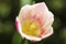 Close-up of a beautiful white & pink tulip details outside in nature