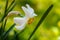 Close-up of beautiful white Poets Narcissus flower Narcissus poeticus, poets daffodil, pheasant`s eye, findern flower