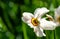 Close-up of beautiful white Poets Narcissus flower Narcissus poeticus, poets daffodil, pheasant`s eye, findern flower