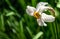 Close-up of beautiful white Poets Narcissus flower Narcissus poeticus, poets daffodil, pheasant`s eye, findern flower