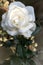 Close-up of a beautiful white rose in an English flower garden