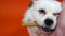 Close up of beautiful white spitz with blue eyes, holding treat in mouth. Woman`s hand stroking dog`s muzzle.