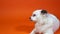 Close up of beautiful white spitz with blue eyes lying and yawning on orange background.