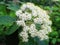 Close-up of beautiful white spring flowers of leatherleaf viburnum Viburnum rhytidophyllum Alleghany