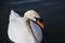 close up of beautiful white swan on a lake near Cirencester, UK