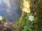 Close up beautiful white wood anemone flower, Anemone nemorosa, selective focus on defocused shore of forest brook