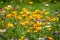 Close up of beautiful wild flower garden with colourful flowers with yellow and red poppies