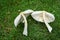 Close-up of beautiful wild forest mushroom Chlorophyllum molybdites - False Parasol with white cap