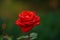 Close up beautiful wild single red rose on a green nature background