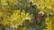 Close up of beautiful yellow azalea bush with flowers in botanical garden