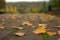 Close-up beautiful yellow birch leaves lie on the asphalt road in the autumn park, natural banner. Autumn seasonal walks in the