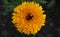 A close-up of beautiful yellow calendula flower