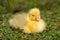 Close up of a beautiful yellow fluffy baby gosling