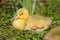 Close up of a beautiful yellow fluffy baby gosling