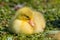 Close up of a beautiful yellow fluffy baby gosling