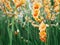 Close up beautiful yellow gladiolus flower field in the garden