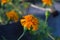 Close up of beautiful yellow marigold flower Calendula officinalis