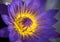 Close-up of beautiful yellow pollen of a single violet lotus flower. Vibrant violet water lily blossoms with water droplets after