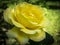 Close-up of beautiful yellow rose Gloria Dei on a blur green background