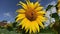 Close up of beautiful yellow sunflower against the blue sky. Organic farming, Beautiful nature.