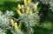 Close-up of beautiful yellowish green male cones on branches of Blue Atlas Cedar Cedrus Atlantica Glauca tree with blue needles