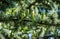 Close-up of beautiful yellowish green male cones on branches of Blue Atlas Cedar Cedrus Atlantica Glauca tree with blue needles