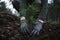 close up on a beautiful young green pine seedling holding in a man\'s hand on a dark background in the forest.