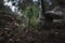 close up on a beautiful young green pine seedling holding in a man\\\'s hand on a dark background in the forest.