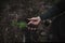 close up on a beautiful young green pine seedling holding in a man\'s hand on a dark background in the forest.