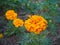 Close up of beautiful young orange marigold flower Tagetes erecta, Mexican, Aztec or African marigold