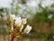 Close up of beautiful young yellowish white Plumeria Frangipani, Temple Tree, or Graveyard Tree flowers on a defocus background