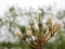 Close up of beautiful young yellowish white Plumeria Frangipani, Temple Tree, or Graveyard Tree flowers on a defocus background
