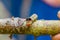 Close up of a beautifull caterpillar posing over a trunk inside of the amazon rainforest in Cuyabeno National Park in