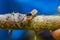 Close up of a beautifull caterpillar posing over a trunk inside of the amazon rainforest in Cuyabeno National Park in