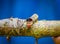 Close up of a beautifull caterpillar posing over a trunk inside of the amazon rainforest in Cuyabeno National Park in