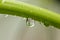 Close up of a beautifull flower in a waterdrop