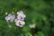 Close-up, the beauty of orchids, light purple, green leaves, selectable focus.  Fairly blurred background in tropical forest.