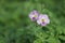 Close-up, the beauty of orchids, light purple, green leaves, selectable focus.  Fairly blurred background in tropical forest.