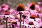 Close up beauty ping Zinnia flower blossom
