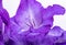 Close up of beauty violet gladiolus flower.