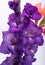 Close up of beauty violet gladiolus flower.