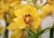 Close up of  beauty yellow orchid flower.