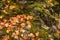 Close up beautyful moss in autumn forest. Old gray stones with green moss and orange fallen leaves texture background