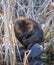 Close Up Beaver