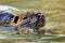 .Close-up of a beaver swimming