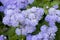 Close-up of a bed of Ageratum