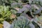 Close-up of a bed of cabbage with blue and green leaves in a vegetable garden, grown in autumn harvest of fresh veggie vegetable