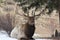 Close up bedded bull elk